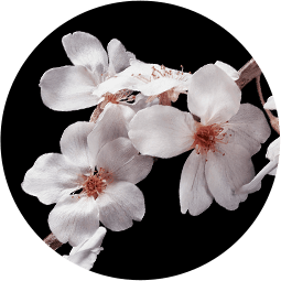 petal extract