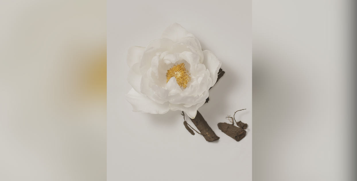 white rose